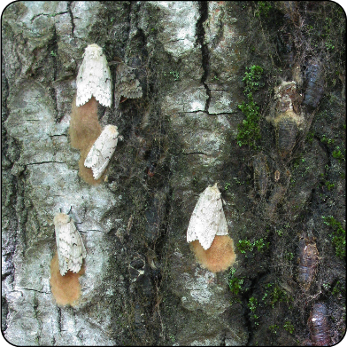 Gypsy moth on tree