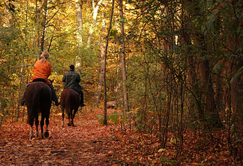 Two people ride horses through leaf covered trail surrounded by trees